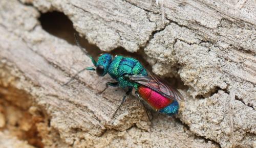 Réf. 330 507 : Praestochrysis megerlei